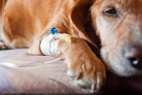 Plateepitelkarsinom hos hunder - Symptomer og behandling - Plateepitelkarsinom hos hunder - Behandling