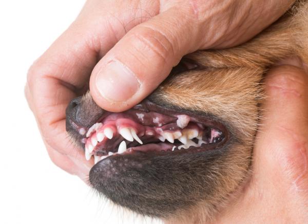Plateepitelkarsinom hos hunder - symptomer og behandling - Hva er plateepitelkarsinom hos hunder?