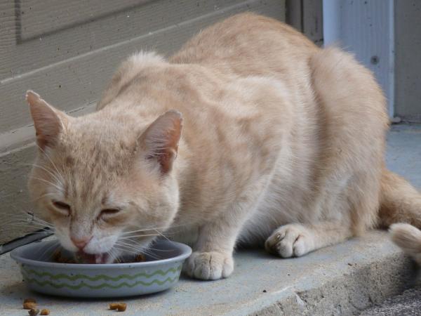 Hvordan lage en underernært kattfett - mat du kan tilby en underernært katt