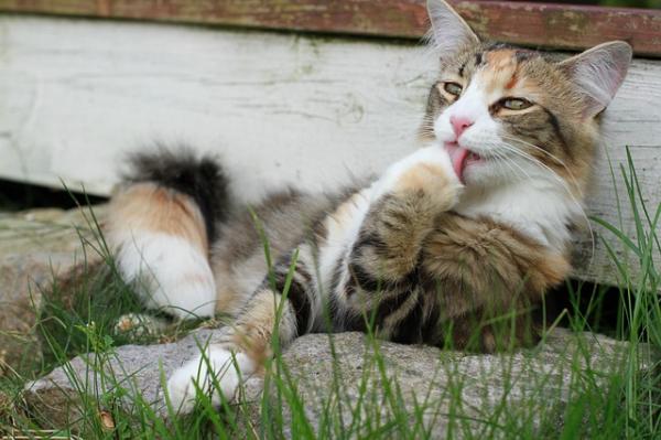 Hvordan lage en underernæret katt feit - Hårboller i kattens mage