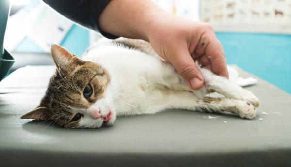 Hvordan lage en underernæret katt fett - Gå til veterinæren