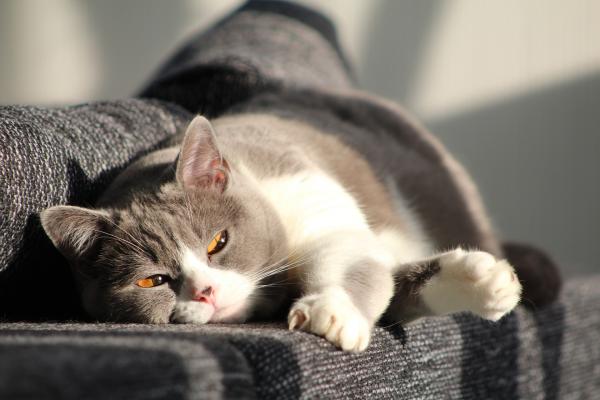 Blærebetennelse hos katter - Årsaker, symptomer og behandling - Behandling for felin blærebetennelse