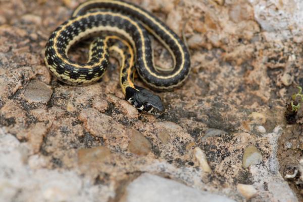 Truede dyr i Guanajuato - Skogforet slange (Thamnophis cyrtopsis)