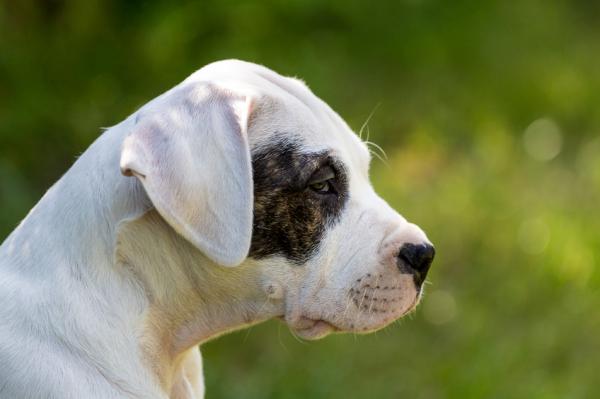 De vanligste sykdommene i Dogo Argentino - Medfødt døvhet hos Dogo Argentino 