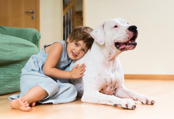 De vanligste sykdommene i Dogo Argentino - Er Dogo Argentino en sunn hund? 