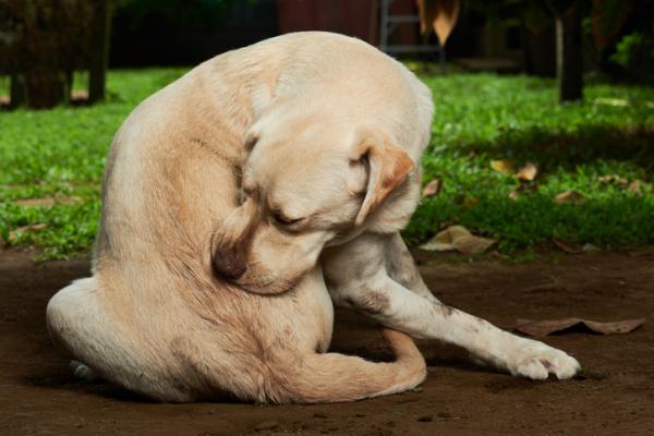 Loppebittallergi hos hunder - symptomer og behandling - DAPP -symptomer hos hunder