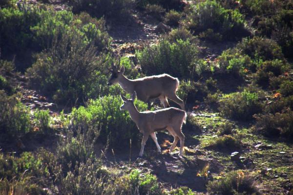 Dyr i fare for utryddelse i Chile - 8. Andeshjort