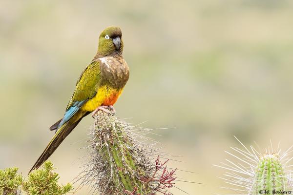 Dyr i fare for utryddelse i Chile - 9. Tricahue papegøye