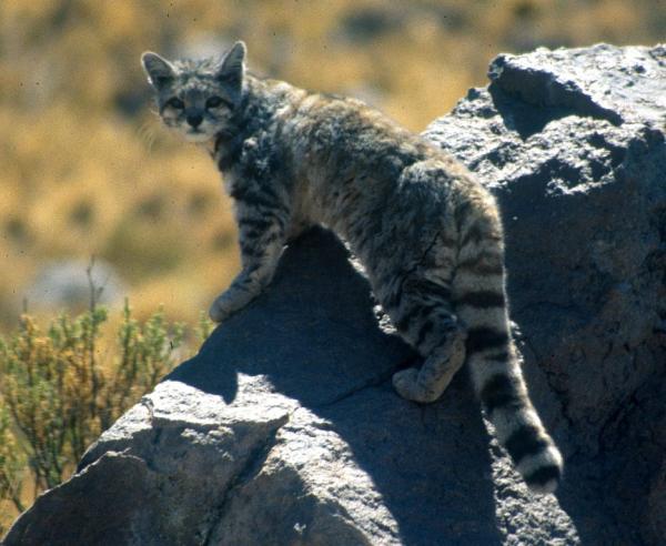 Dyr i fare for utryddelse i Chile - 7. Lynx cat