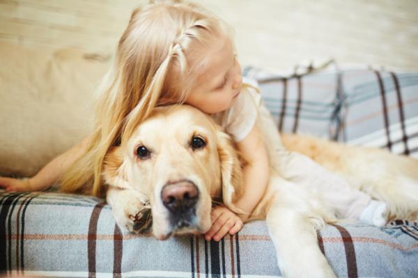 Ting du bør vurdere før du adopterer en golden retriever - Vil du ha en vakthund eller en ledsagerhund?