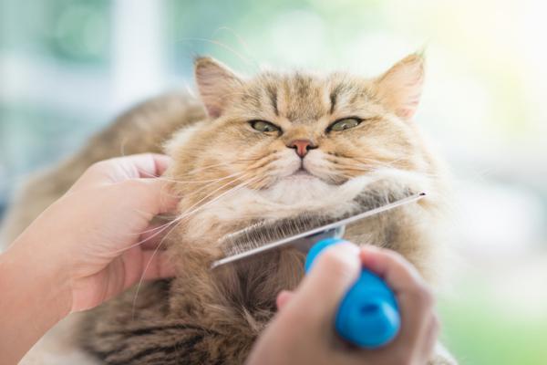 Flass hos katter - Årsaker og behandling - Hvordan forhindre flass hos katter?