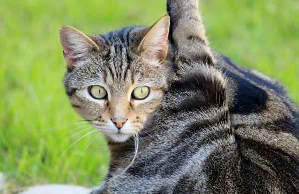 Flass hos katter - Årsaker og behandling - Hvorfor har katten min flass?  - Fører til 