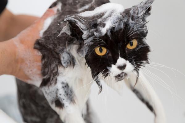 Flass hos katter - Årsaker og behandling - Hvordan behandle flass hos katter?