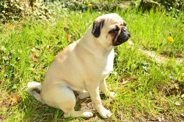 Cystitt hos hunder - årsaker, symptomer og behandling - Årsaker til blærebetennelse hos hunder
