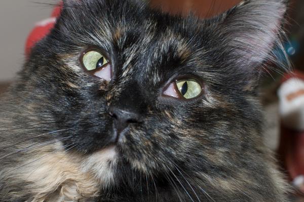 Tredje øyelokk hos katter - årsaker og behandling - Hva er det tredje øyelokket hos katter?