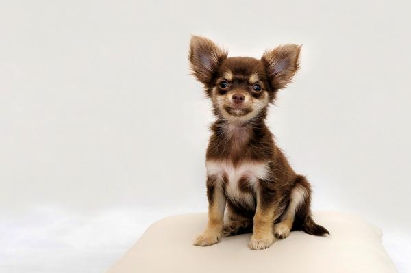 Mini leketøy hunderaser - Chihuahua