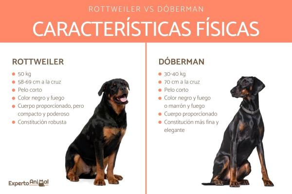 Forskjeller mellom Doberman og Rottweiler - Fysiske egenskaper til Rottweiler og Doberman