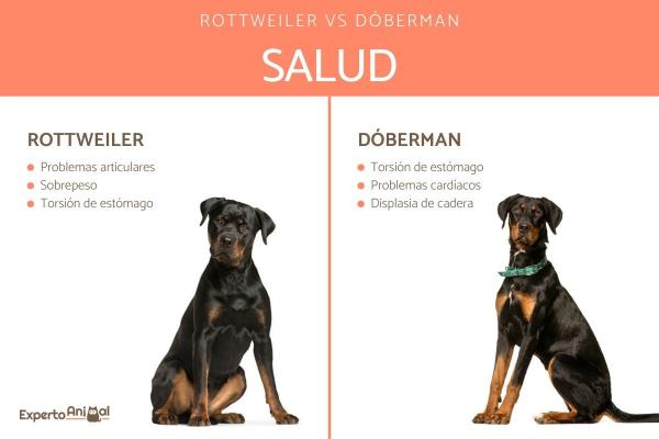 Forskjeller mellom Dobermans og Rottweilers - Doberman og Rottweiler Health