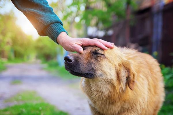 10 symptomer på frykt hos hunder - 2. Ører tilbake eller festet til hodet