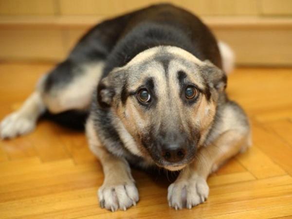 10 fryktsymptomer hos hunder - 3. huket kropp eller krøllet holdning