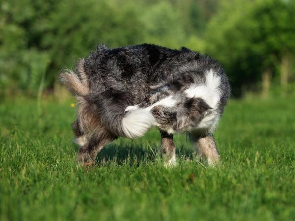 10 fryktsymptomer hos hunder - 10. Stereotyper