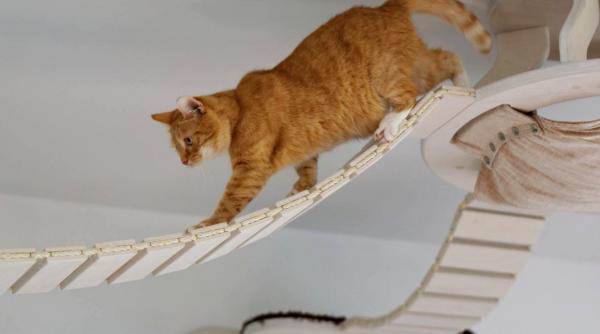 Trening for overvektige katter - 4. Andre ideer for treningskatter
