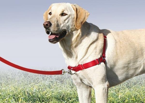 Hundeopplæringsutstyr - Obligatorisk utstyr for trening av hundelydighet