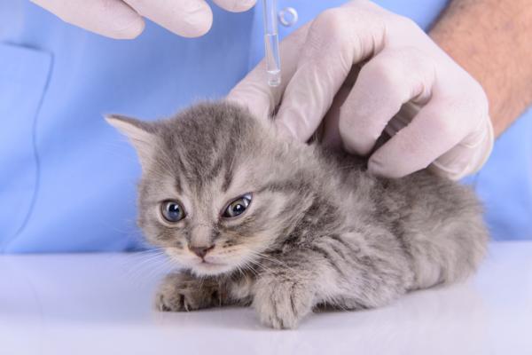 Krokorm hos katter - Symptomer og behandling - Forebygging av felinkrok