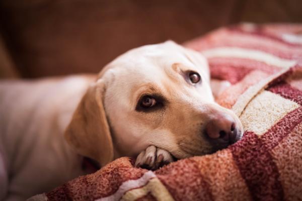 Herniated Disc hos hunder - Symptomer, behandling og gjenoppretting - Symptomer på Herniated Disc hos hunder