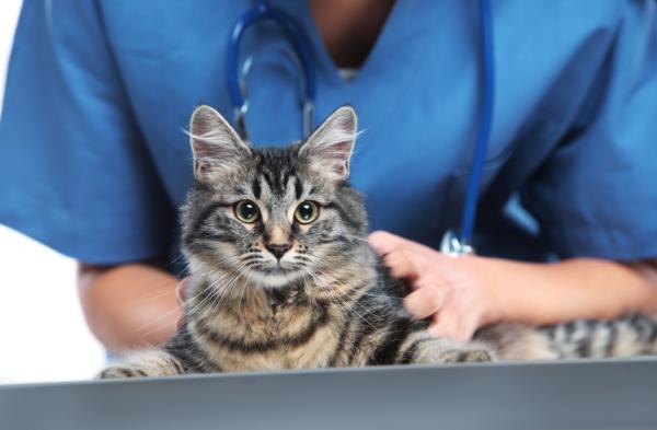 Systemisk hypertensjon hos katter - symptomer, årsaker og forebygging - behandling av systemisk hypertensjon hos katter