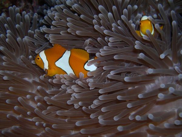Clownfish Reproduksjon - Clownfish Morfologi