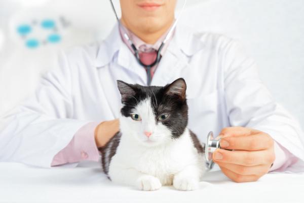 Komplett guide til omsorg for eldre katter - Veterinærovervåking av eldre katt