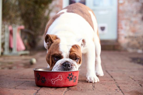 Hvordan velge fôr til overvektige hunder?  - Fokus på ingrediensmerking