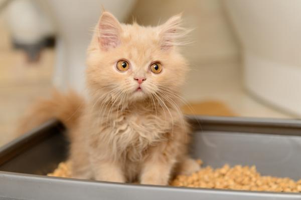 Mykt kosthold for katter med diaré - Symptomer på diaré hos katter