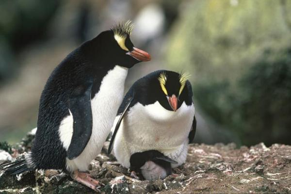 Truede pingviner - Antipodean Penguin (Eudyptes sclateri)