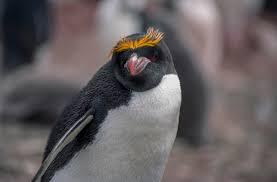 Truede pingviner - Makaroni eller oransje fjærpingvin (Eudyptes chrysolophus)