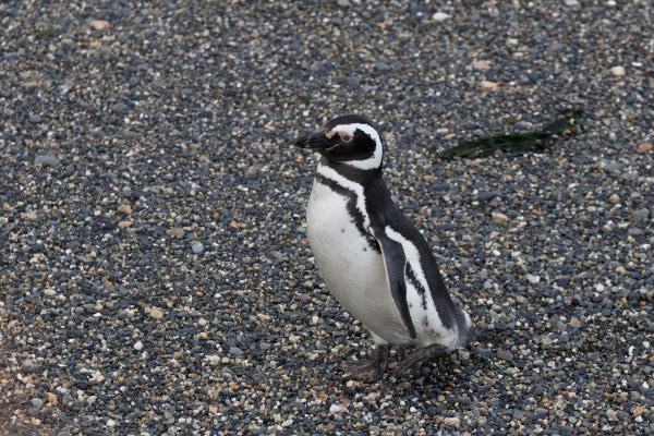 Truede pingviner - Magellanic Penguin (Spheniscus magellanicus)