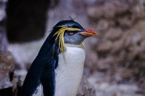 Truede pingviner - Rockhopper Penguin (Eudyptes chrysocome)