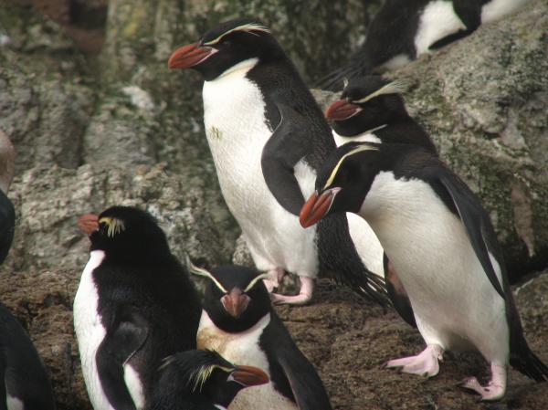 Truede pingviner - Snares Penguin (Eudyptes robustus)