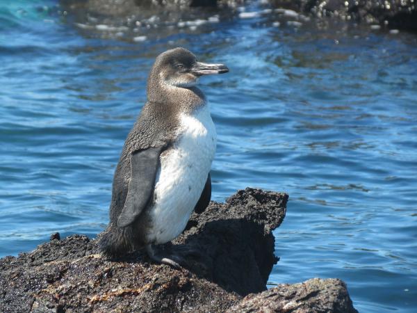 Truede pingviner - Galapagos pingvin (Spheniscus mendiculus)