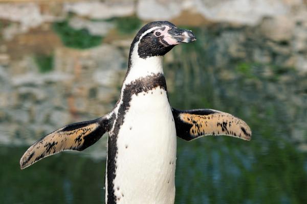 Truede pingviner - Humboldt Penguin (Spheniscus humboldti)