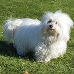 1628689294 150 Coton de Tulear