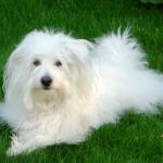 1628689294 346 Coton de Tulear