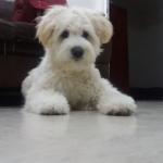 1628689294 364 Coton de Tulear