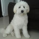 1628689294 712 Coton de Tulear