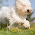 1628689294 945 Coton de Tulear