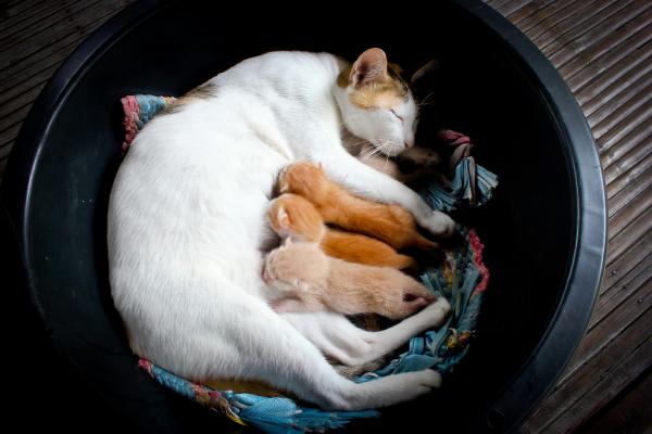 Når kan kattunger skilles fra moren?  - Hvorfor skal vi ikke skille en kattunge for tidlig? 