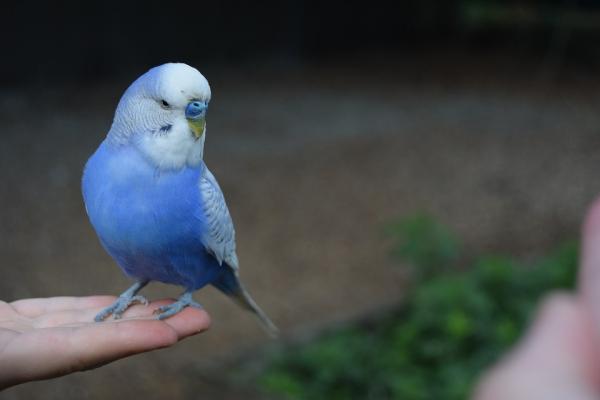 Navn på hann- og hunnfugler - navn på blå fugler