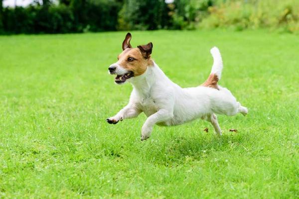 Eldre hunderaser - Topp 10 - 8. Jack Russell Terrier 