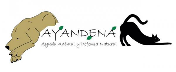 Hvor kan jeg adoptere en hund i Sevilla - AYANDENA Association: Animal Help and Natural Defense